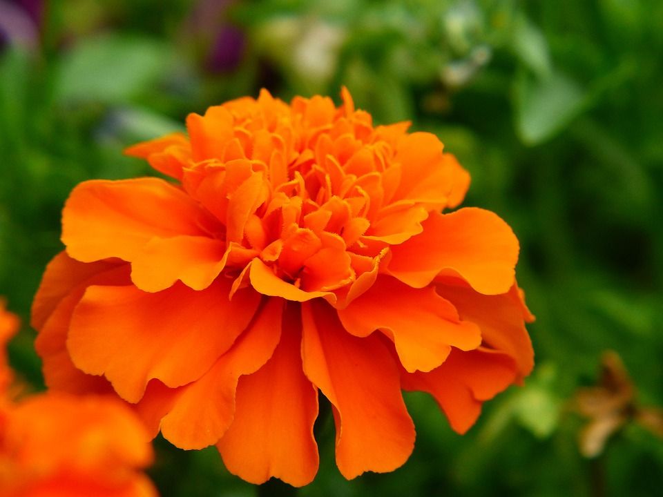 Conoce el uso culinario de la flor de la Caléndula y sus propiedades