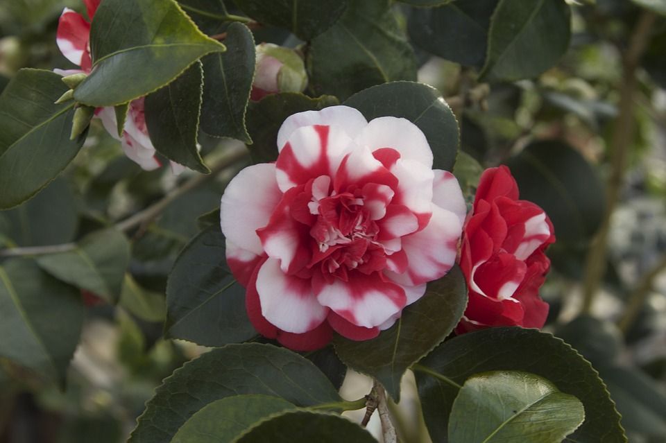 Características y cuidados de la Camellia japónica