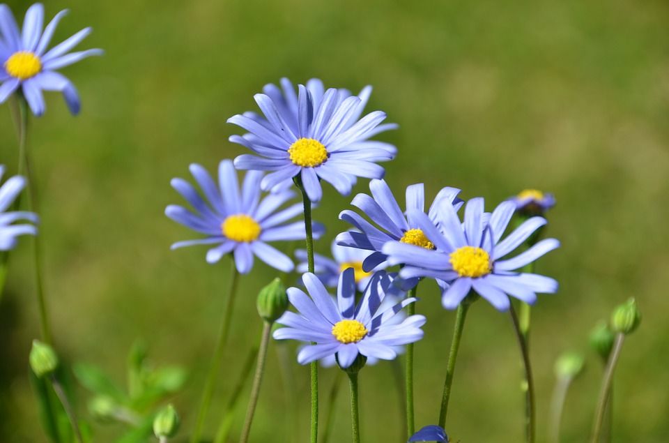 Cuidados de la Felicia, una planta con flores similares a la margarita