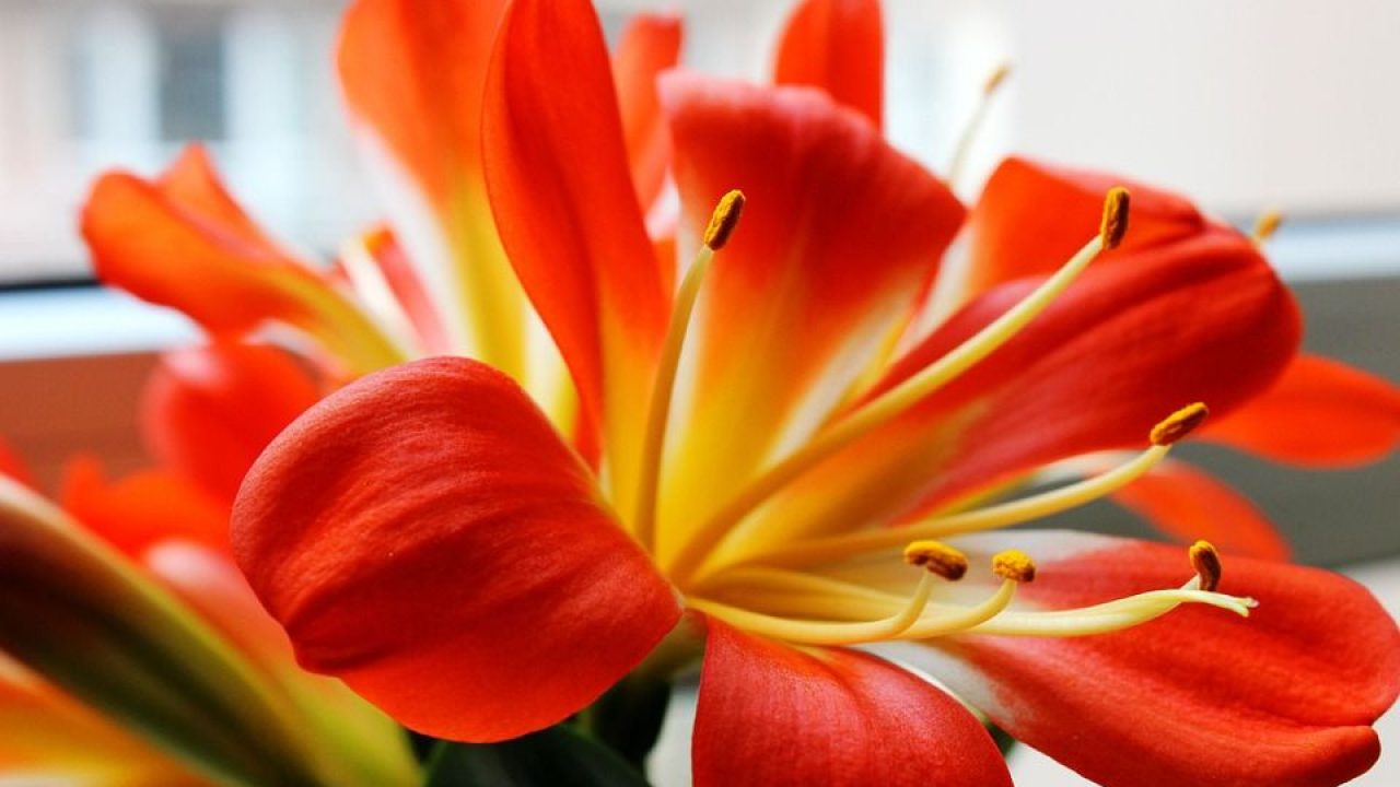 La Clivia Una Planta Con Hermosas Flores En Forma De Trompeta