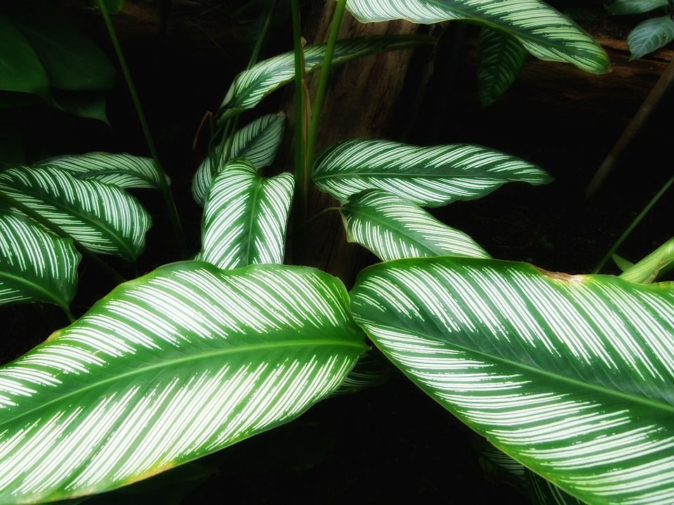 La Calathea es una planta con hojas sorprendentes y decorativas