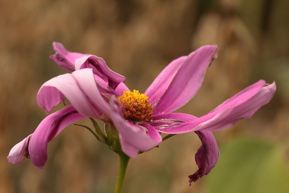 Qué significa soñar con flores? ¡En Lysa Flores te lo contamos!