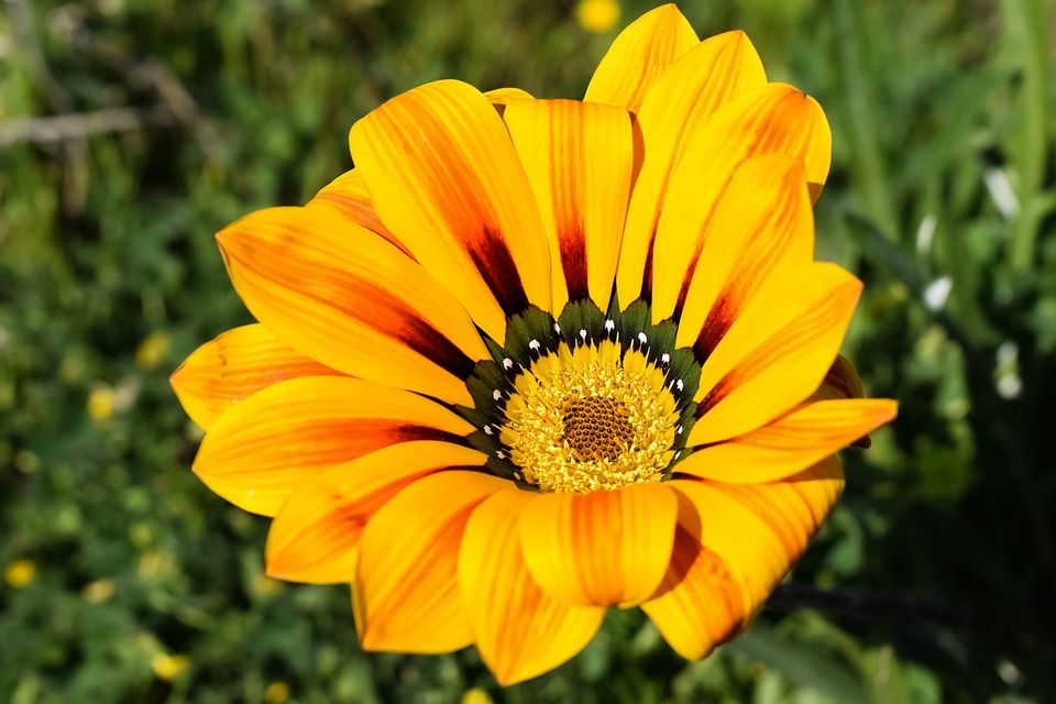 La Gazania creará una gran explosión de color en tu jardín