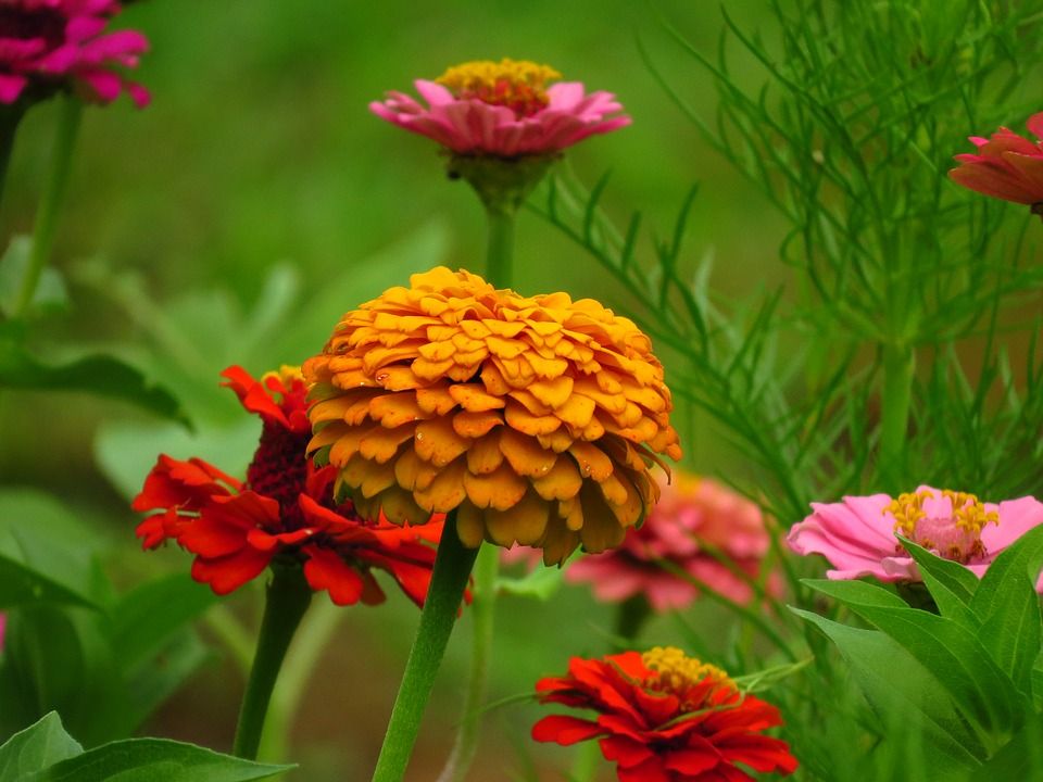 Conoce los cuidados de la Zinnia o Rosa Mística!