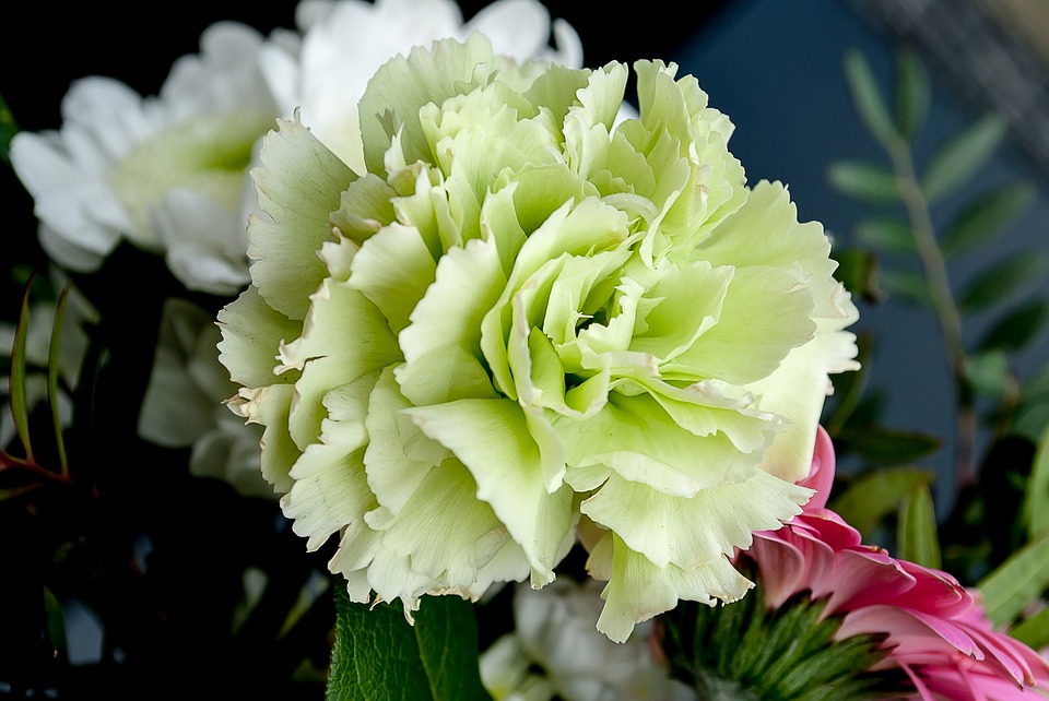 Conozcamos un poco más al Clavel, la flor nacional de España