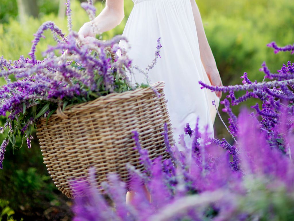 10 flores púrpuras para colmar tu jardín de gran aroma y colorido