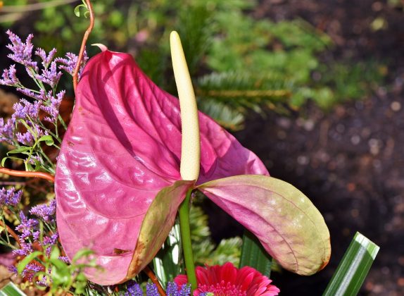 Flor De Anthurium Significado Y Simbolismo ¡toma Nota 5762