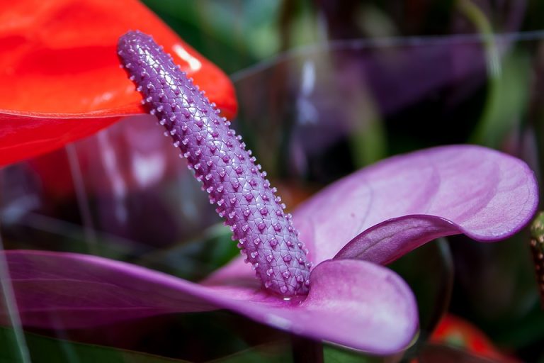 Flor De Anthurium Significado Y Simbolismo ¡toma Nota 2903