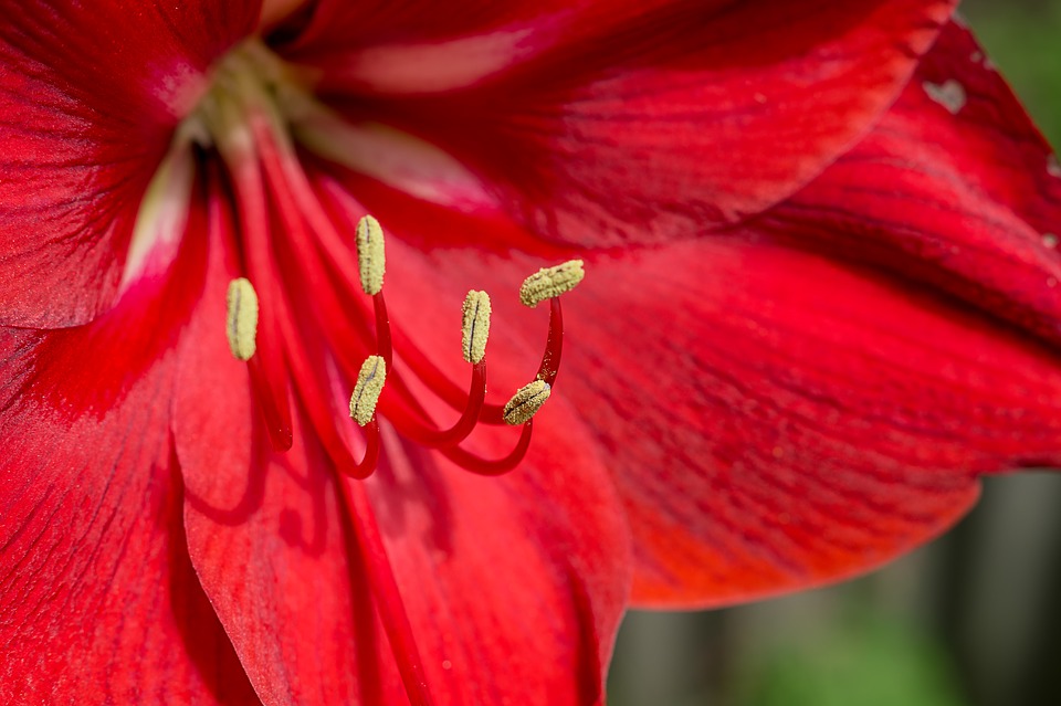 Descubre el significado y simbolismo de la flor de Amaryllis