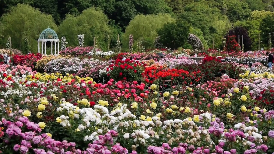 Los jardines de rosas más mágicos del mundo ¡Te encntarán!